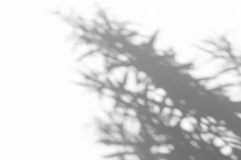 Shadow overlay effect for photo. Shadows from tree leaves and tropical branch Stock Photos