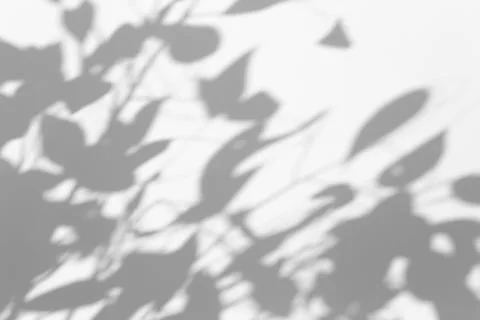Shadow overlay effect for photo. Shadows from tree leaves and tropical branch Stock Photos
