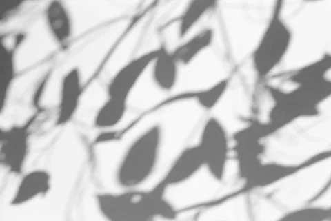 Shadow overlay effect for photo. Shadows from tree leaves and tropical branch Stock Photos