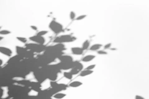 Shadow overlay effect for photo. Shadows from tree leaves and tropical branch Stock Photos