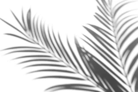 Shadow overlay effect for photo. Shadows from palm leaves and tropical branch Stock Photos