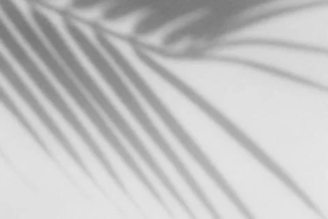 Shadow overlay effect for photo. Shadows from tree leaves palm and tropical b Foto stock
