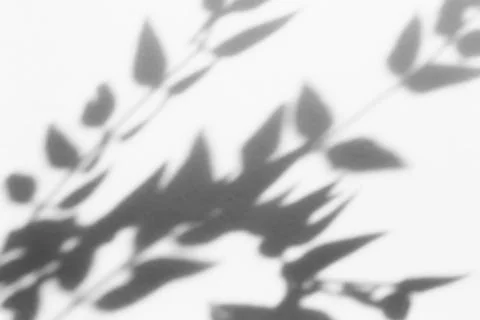 Shadow overlay effect for photo. Shadows from tree leaves palm and tropical b Foto stock