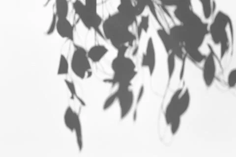 Shadow overlay effect for photo. Shadows from tree leaves and tropical branch Stock Photos