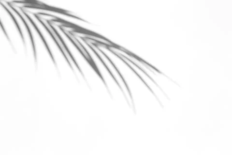 Shadow overlay effect for photo. Shadows from palm leaves and tropical branches Foto stock