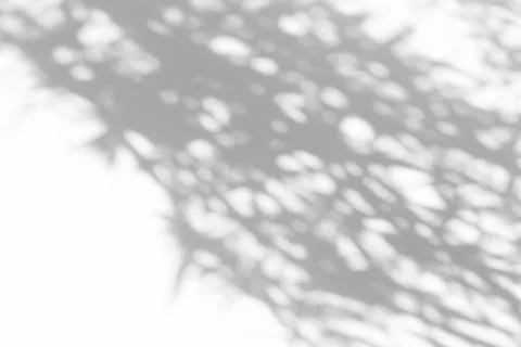 Shadow overlay effect for photo. Shadows from tree leaves and tropical branches Foto stock