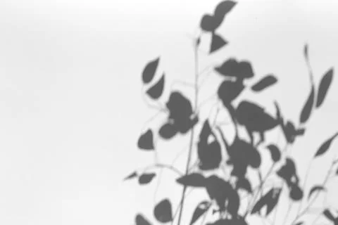 Shadow overlay effect for photo. Shadows from tree leaves and tropical branch Foto stock
