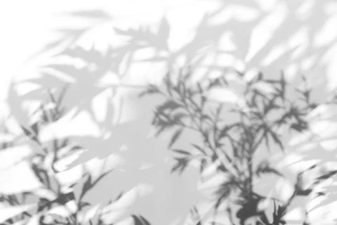 Shadow overlay effect for photo. Shadows from tree leaves and tropical branches Stock Photos