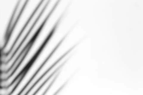Shadow overlay effect for photo. Shadows from palm leaves and tropical branch Stock Photos