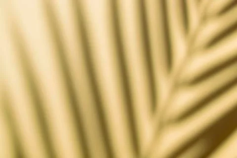Shadow overlay effect. Shadows of tropical palms and leaves on a  wall in sun Stock Photos