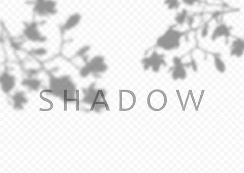 Shadow overlay effect. Transparent soft light and shadows from plant branches Stock Illustration