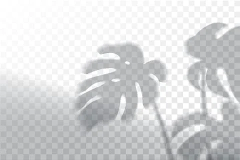 Shadow, overlay effects mock up, window frame and leaf of plants, natural light Stock Illustration