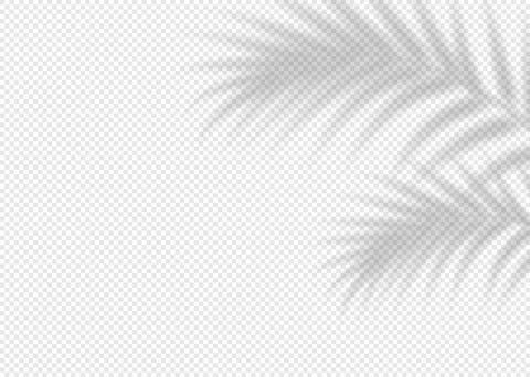 Shadow overlay of palm tree branches Illustrazione stock