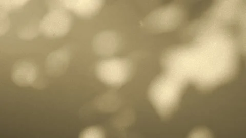Shadow overlay. Shadows of leaves and plants on a sunny clean wall in sunlight.	 Stock Footage 142685736