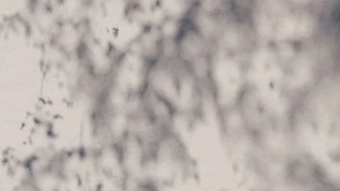 Shadow overlay wall texture sunlight leaf shade abstract 3d render. Stock Footage 298609576