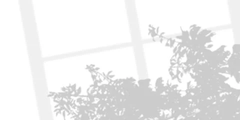 Shadow overlaying of tree branches leaf and window on wall, summer abstract.. Stockillustratie