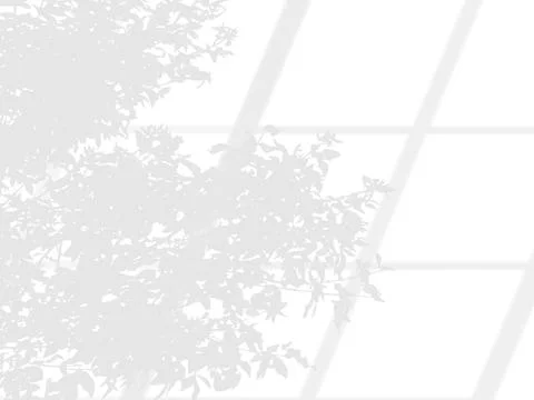 Shadow overlaying of tree branches leaf and window on wall, summer abstract.. Stockillustratie