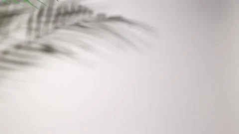 Shadow from a palm branch on a white wall. Stock Footage 237241177