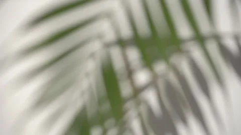 Shadow palm leaf blurred background. Tropical plant on sunny white wall. Overlay 스톡 동영상 209225722