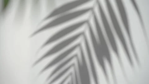 Shadow palm leaf blurred background. Tropical plant on sunny white wall. Overlay Stock Footage 211377343