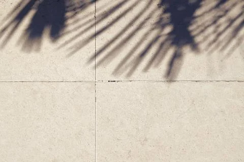 The shadow of a palm leaf on a concrete background Stock Photos
