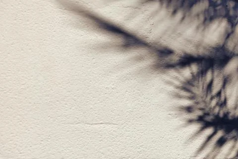 The shadow of a palm leaf on a concrete background Stock Photos