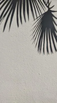 The shadow of a palm leaf on a concrete background Stock Photos