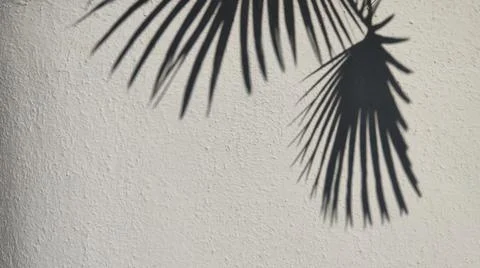 The shadow of a palm leaf on a concrete background Stock Photos