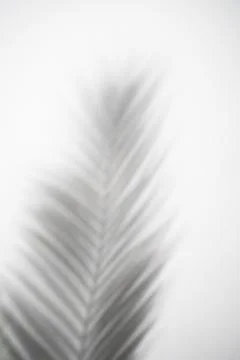 Shadow of a palm leaf creating a soft pattern on a white background Stock Photos