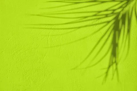Shadow of palm leaf on lime green concrete wall texture Stock Photos