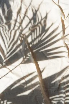 Shadow of palm leaf over beige surface. Stock Photos