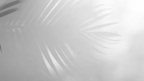 Shadow palm leaf overlay on cement texture white wall Stock Footage 152620404