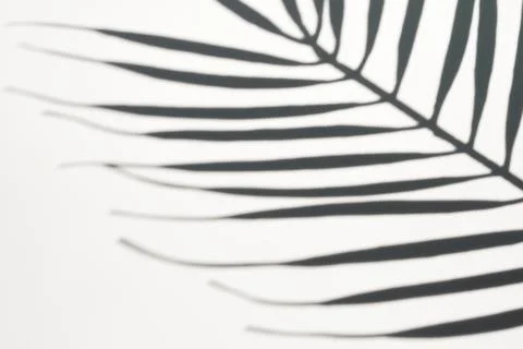 Shadow of palm leaf on white background. Creative drawing of light and shadow Foto stock