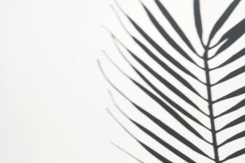 Shadow of palm leaf on white background. Creative drawing of light and shadow Stock Photos