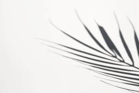 Shadow of palm leaf on white background. Creative drawing of light and shadow Stock Photos