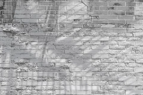 Shadow of palm leaf on white brick wall background Stock Photos