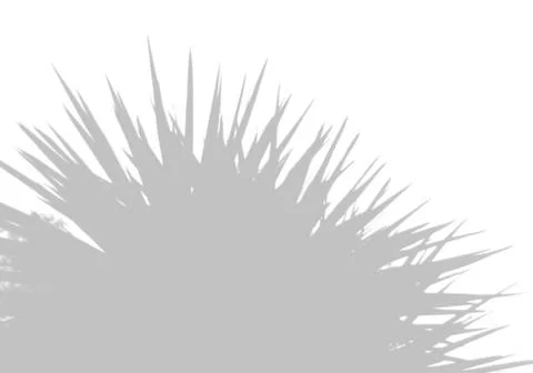 The shadow of a palm leaf on a white wall. A tropical plant. Black and white Illustrazione stock