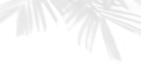 Shadow of palm leaf on white wall background Stock Photos