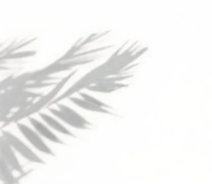 Shadow of palm leaf on white wall background Stock-Fotos