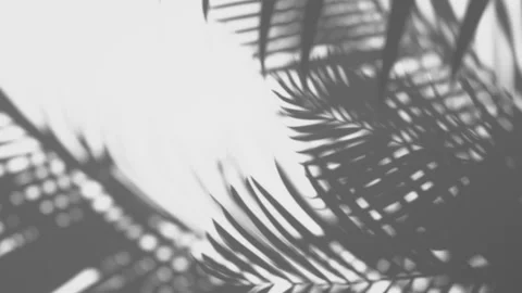 Shadow palm leaf in the wind blowing on white wall background Stock Footage 142678026