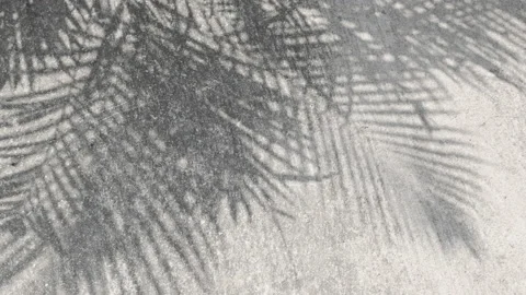 Shadow palm leaf in wind blowing on rough concrete floor background Stock Footage 151589940