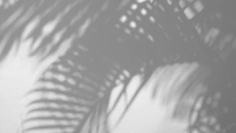 Shadow palm leaf in the wind blowing overlay on white concrete wall Stock Footage 152892952