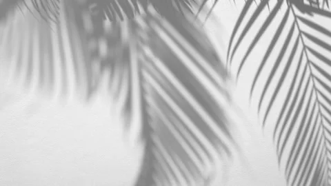 Shadow palm leaf in the wind blowing overlay on white wall Stock Footage 155215484