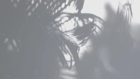 Shadow palm leaf in the wind blowing overlay on white wall Stock Footage 166130255