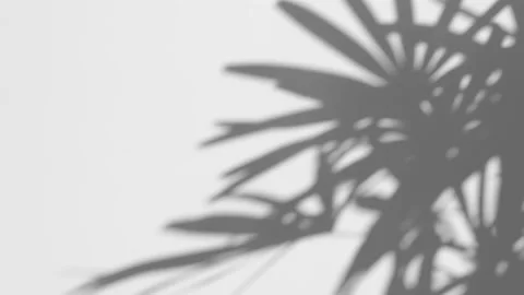 Shadow palm leaf in the wind blowing overlay on white Stock Footage 168364952