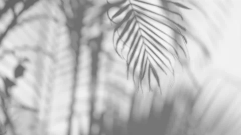 Shadow palm leaf in the wind blowing overlay on white Stock Footage 168365002