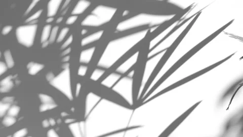 Shadow palm leaf in the wind blowing overlay on white Stock Footage 168428809