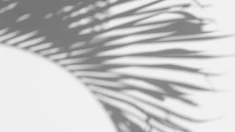 Shadow palm leaf in the wind blowing overlay on white Stock Footage 168632593