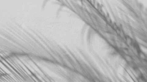Shadow palm leaf in the wind blowing overlay on white Stock Footage 168633590