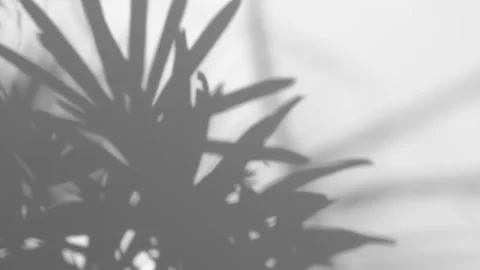 Shadow palm leaf in the wind blowing overlay on white Stock Footage 169420094